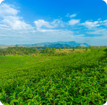 Darjeeling